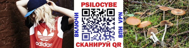 omg tor  Урень  Псилоцибиновые грибы мицелий 